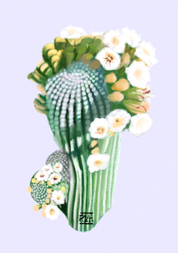 Saguaro Blossoms - Print