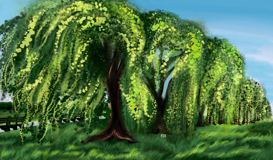 Dancing Willows - Print